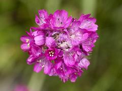 inflorescence(s)