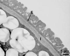 interapertural area of pollen wall, intine (I), endexine (E)