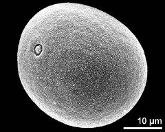 hydrated pollen grain