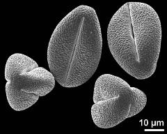 dry pollen grains