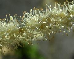 male flowers