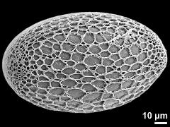 polar proximal view