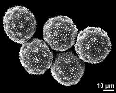 dry pollen grains