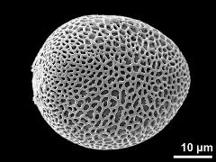 polar proximal view