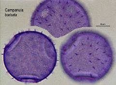 hydrated pollen