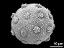 hydrated pollen grain