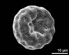 dry pollen grain