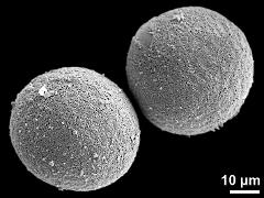 hydrated pollen grains