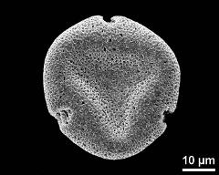 polar view (dry pollen grain)