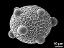 hydrated pollen grain