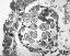 cross section of pollen sac, pollen released from tetrads