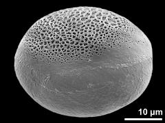 polar distal view (oblique)