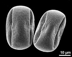 dry pollen grains