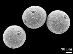 hydrated pollen grains