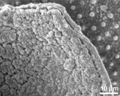 acetolysed pollen, crushed pollen wall with endexine (granular) and ektexine