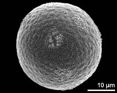 hydrated pollen grain