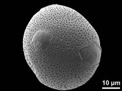 hydrated pollen,4-porate