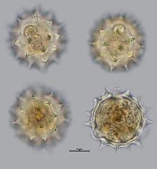 hydrated pollen