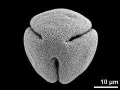 dry pollen grain (polar view)