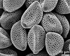 dry pollen grains