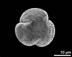 polar view (dry pollen grain)