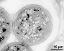 pollen grain in cross section