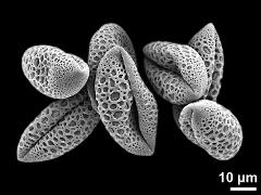 dry pollen grains