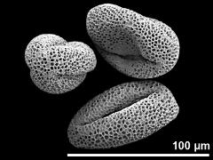 dry pollen