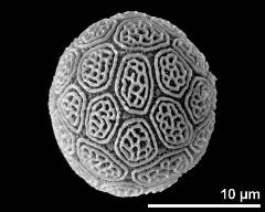 hydrated pollen grain