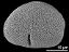 acetolyzed pollen,oblique view