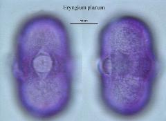 hydrated pollen