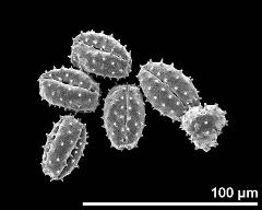 dry pollen grains