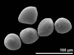 hydrated pollen