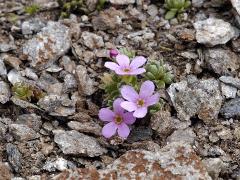 flower(s)