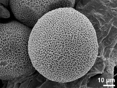 hydrated pollen