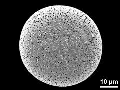 hydrated pollen grain