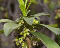 fruits and flowers