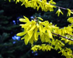 flowers of Forsythia x intermedia