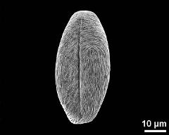 dry pollen grain in equatorial view