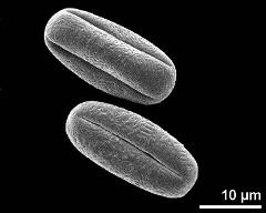 dry pollen grains