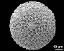 hydrated pollen grain