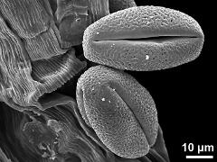 dry pollen grains