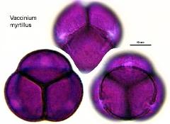 hydrated pollen