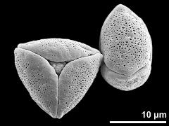 dry pollen grains