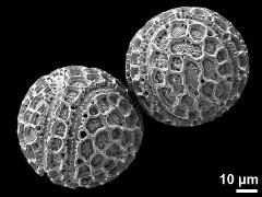 hydrated pollen grains