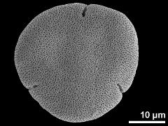 acetolyzed pollen,polar view