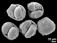 dry pollen grains