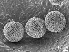 hydrated pollen,in locule with Ubisch bodies