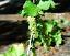 inflorescence of Ribes petraeum