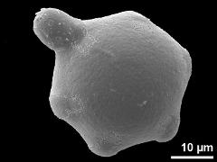 germinating pollen,polar view